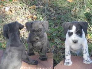 MiniatureSchnauzerPuppies